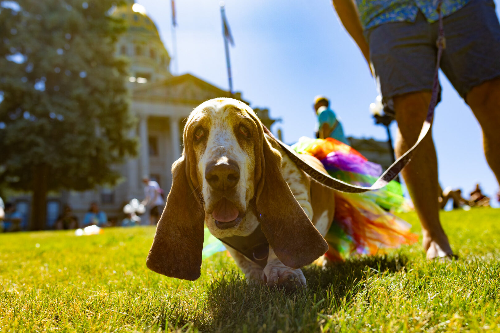 Denver Pride: Mutt Strutt